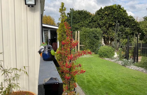 Whanganui Bed & Breakfast | Orange Tree Cottage - garden hideaway