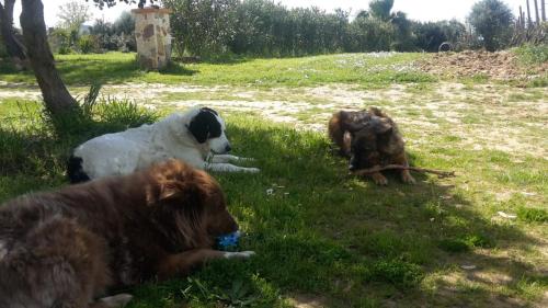 S'Ortu Mannu Bed & Breakfast | Orange Ville
