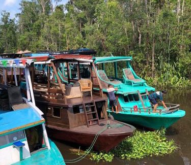 Pangkalan Bun Boat Rental | Orangutan Houseboat Park Tanjung Puting