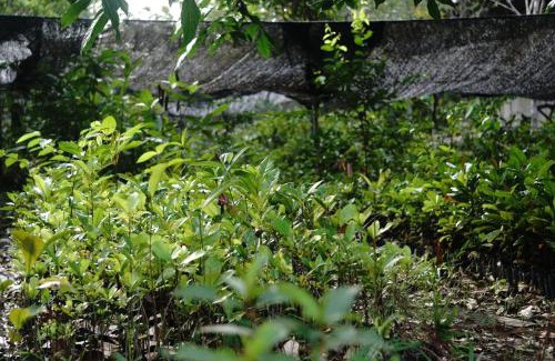 Kalimantan Cabin | Orangutan & Restoration Camp