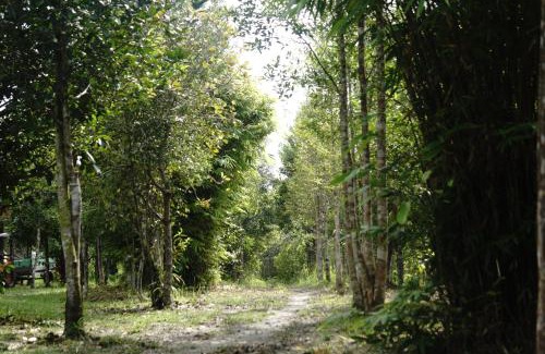 Kalimantan Cabin | Orangutan & Restoration Camp