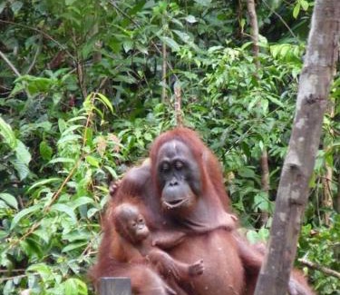 Kumai Boat Rental | Orangutan Shaka Houseboat with cabin