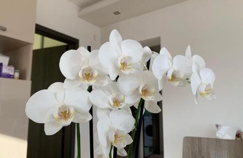 Egerszalok Apartment | Orchidea Apartmanház Egerszalók