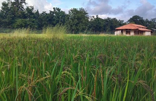 Katni Other | Organic Farmhouse amidst Bandhawgadh Tiger Reserve