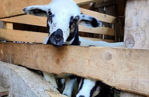 Bovec Apartment | Organic Tourist Farm Pri Plajerju