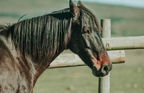 Riversdale House | Oudebosch Guest Farm
