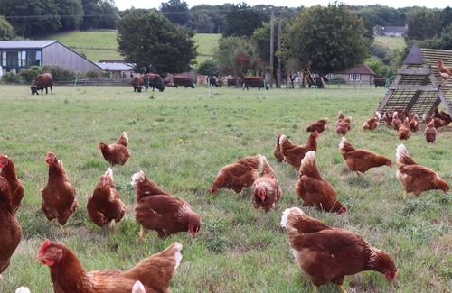 Chippenham Cottage | OXEN COTTAGE @ NABLES FARM, pet friendly in Upper Seagry
