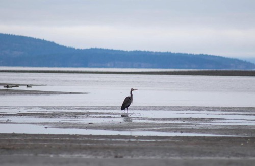 Regional District of Nanaimo Other | Pacific Palms RV Resort