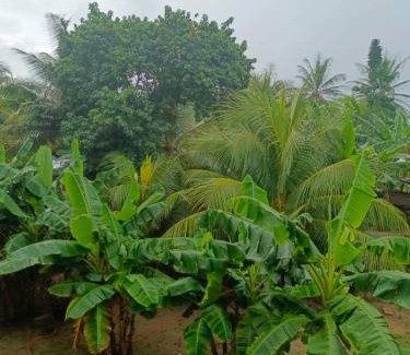 Busua House | Palm Grove lodge