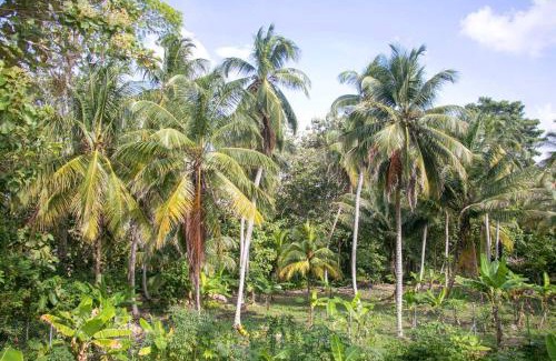 Necocli Apartment | Palm House Getaway-150 m to sea