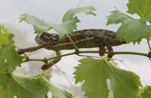 Polokwane Apartment | Pan's Breeze Overnight Accommodation