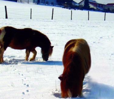 Eulenbis Apartment | Panorama Gasthof Stemler