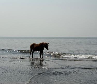 Harnai Apartment | Panorama Seascape