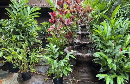 Kihei Bed & Breakfast | Papaya Suite
