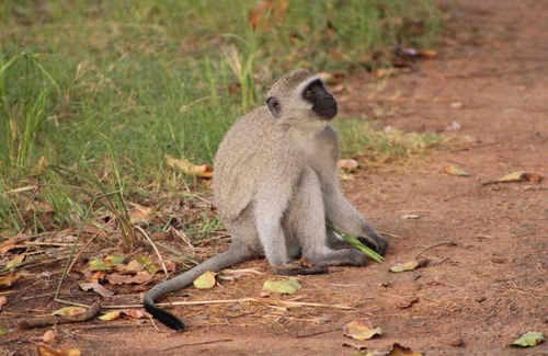 Phalaborwa Villa | Peace & Privacy Luxury Lodge