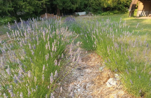 Fauquier Cottage | PEACEFUL Country Cottage W. Kootenay Lavender Farm, Hotsprings-Golf-Beach-Repeat
