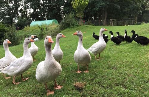 Angermuende House | Pension Försterhof