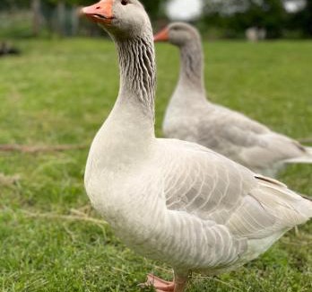 Angermuende House | Pension Försterhof
