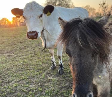 Angermuende House | Pension Försterhof