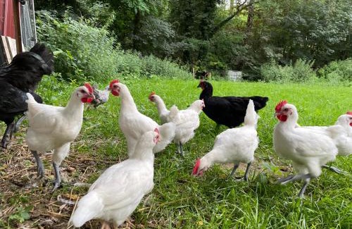 Angermuende House | Pension Försterhof