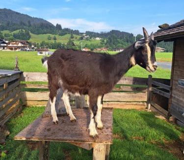 Ellmau House | Pension Gasthaus Widauer