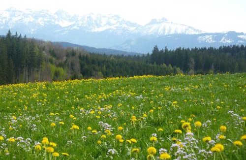 Betzigau Hotel | Pension Mittelallgäu