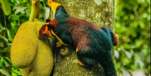Thekkady Hotel | Periyar Green Bed & Breakfast