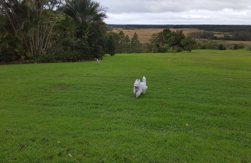 Kings Forest Apartment | Pet Friendly-Adults Only, Kingscliff, Tropical Coast Retreat, Hinterland Suite