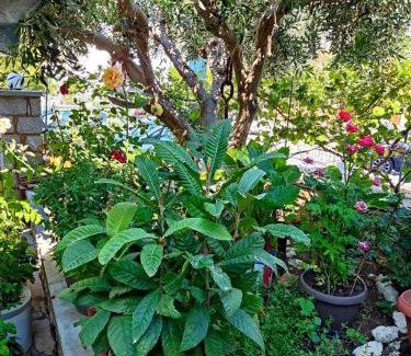 Kalymnos Apartment | Petroula Apartments