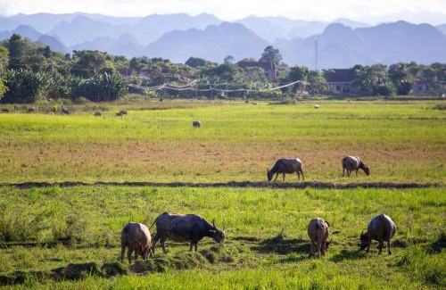 Bo Trach Resort | Phong Nha Farmstay