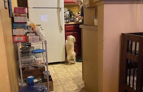 Lafayette House | Piano and small dog lovers shared home!