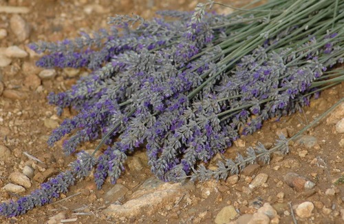 Saint-Martin-de-Bromes House | Picturesque Medieval, Provencal Village House (Lavender Alps)!
