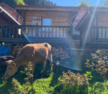 Ayder Yaylasi Ski Chalet | Pilita Bungalov&Rest