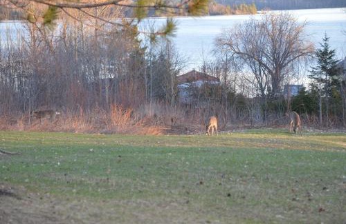 Barry's Bay Hotel | Pinewood Inn