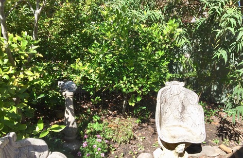 Leura Cottage | Pixie Cottage Sth Leura-Self-Contained-Quiet-Easy level 10 mins stroll to Leura