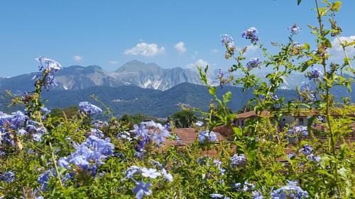 Ameglia Apartment | plumbago blue