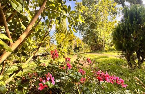 Naro Moru Cabin | Podocarpus cottages