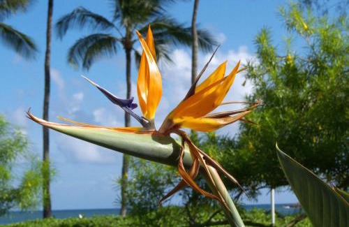 Koloa House | Poipu Shores 107A