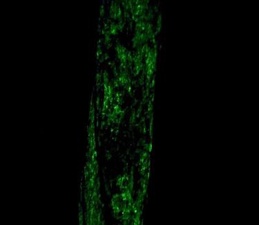 Nuqui House | Posada Nativa sol y mar