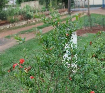 Tibagi Hotel | Pousada Belvedere