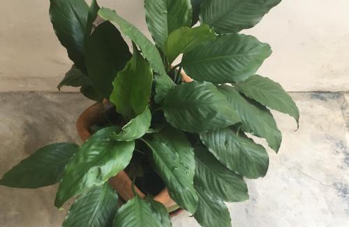 Centro Hotel | Pousada Bertioga