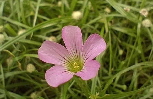 Balneario Mogiano House | Pousada Bora-Sea