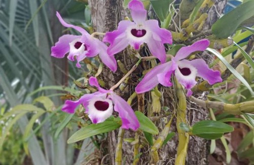 Balneario Mogiano House | Pousada Bora-Sea