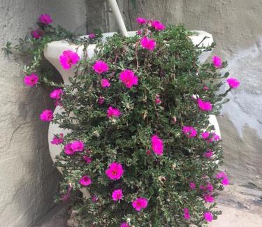 Centro Hotel | Pousada Castelinho