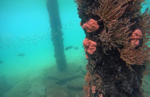 Ilha Grande Hotel | Pousada Frezza Mergulho