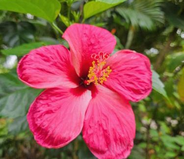 Itacare Hotel | Pousada Ilha Verde