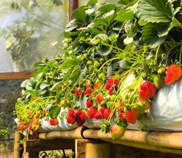 Guape Hotel | Pousada Mirante dos Ipês - Capitólio - MG