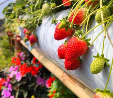 Guape Hotel | Pousada Mirante dos Ipês - Capitólio - MG