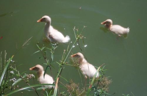 Figueira Hotel | Pousada Rancho Texas Ubatuba