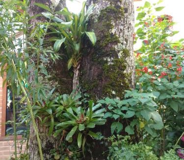 Sao Pedro da Serra House | Pouso da Lua